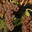 Domaine Philippe et Vincent Jaboulet 