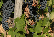 Domaine Philippe et Vincent Jaboulet 