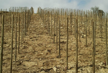 Domaine Philippe et Vincent Jaboulet 
