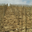 Domaine Philippe et Vincent Jaboulet 