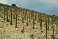 Domaine Philippe et Vincent Jaboulet 