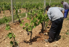 Domaine Philippe et Vincent Jaboulet 