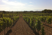 Domaine de la Ville Rouge 