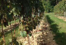 Domaine de la Ville Rouge 