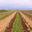 Domaine de la Ville Rouge 