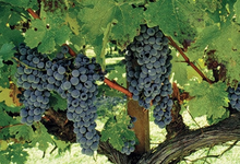 Domaine de la Tuyère 