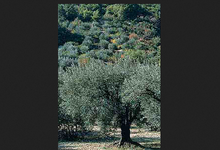  Huile D'olive  " La Tanche "