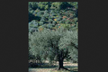  Huile D'olive  " La Tanche "