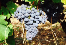 domaine le gourget