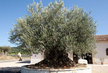 L'O Provençale, la ferme aux oliviers