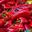 Poivron rouge