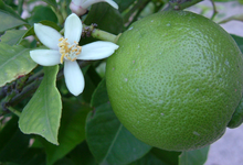 Lime de Tahiti