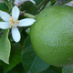 Lime de Tahiti