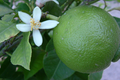 Lime de Tahiti