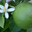 Lime de Tahiti