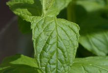 Menthe