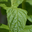 Menthe