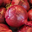 Oignon rouge