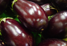 Aubergine classique