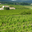 Domaine Rozel