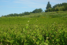 Domaine Rozel