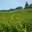 Domaine Rozel
