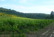 Domaine Rozel