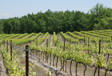 Domaine Rozel