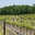 Domaine Rozel