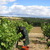 Vendanges-muscadelle-2012-017