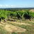 Vignes_mas_des_combe