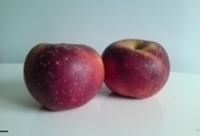 Pomme Red winter