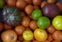 Tomate ancienne variée