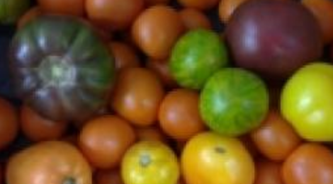 Tomate ancienne variée