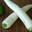 Radis Daikon