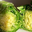 Salade Chicorée Pain de sucre