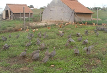 la basse cour des collines