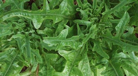 Salade Radichetta