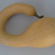 Courge Trombocino 