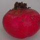 Betterave rouge Chioggia