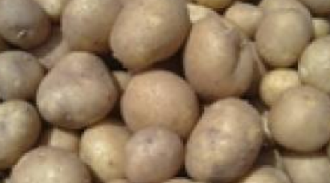 Pommes de terre 