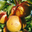 abricots bio
