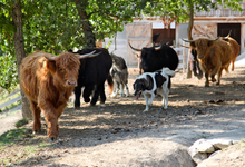 Viande Highland Cattle Bio