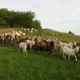 Ferme Roulet, Denis Achard
