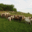 Ferme Roulet, Denis Achard