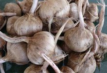 Bulbes de Safran - Crocus Sativus