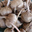 Bulbes de Safran - Crocus Sativus