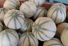 Melon Charentais