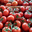 Tomate En Grappe