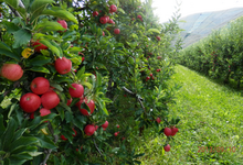 GAEC du Val Alpin, la pomme gourmande